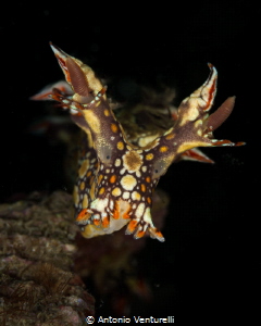 Bornella anguilla ( snakey bornella) nudibranch_February ... by Antonio Venturelli 